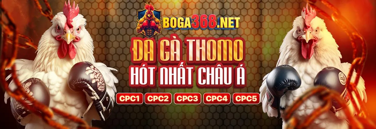 Hình nền đá gà trực tiếp